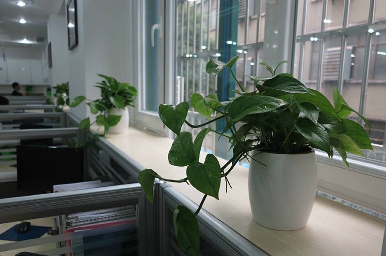 黄浦办公室装潢摆放绿植位置的风水.